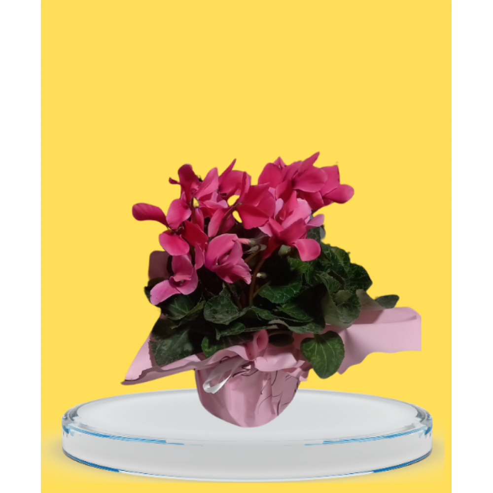 pembe sıklamen(cyclamen)